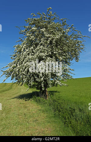 Seul l'épanouissement de l'aubépine (Crataegus monogyna), arbre solitaire, Allgäu, Bavière, Allemagne Banque D'Images