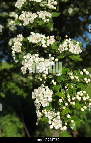 Des fleurs, des têtes de l'aubépine (Crataegus monogyna), Allgäu, Bavière, Allemagne Banque D'Images