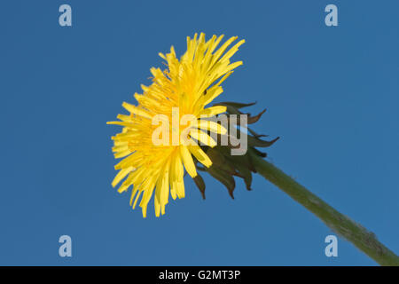 Blossoming pissenlit (Taraxacum) contre un ciel bleu, de l'Ems, Basse-Saxe, Allemagne Banque D'Images