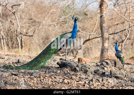 Paons indiens, Peacock Pavo cristatus) (Sasan-Gir, réserve naturelle, Gujarat, Inde Banque D'Images