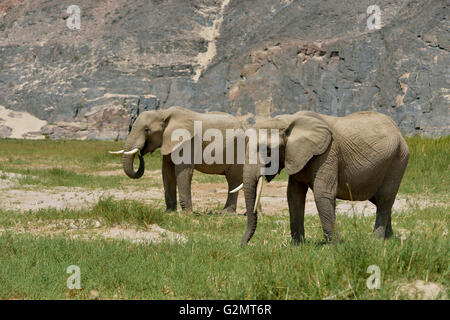 L'éléphant du désert ou l'éléphant d'Afrique (Loxodonta africana), de la rivière à sec de l'Hoarusib, Skeleton Coast National Park, Kaokoveld Banque D'Images