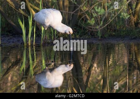 Commune européenne ou la spatule blanche (Platalea leucorodia) à la recherche de nourriture, Texel, Hollande du Nord, Pays-Bas Banque D'Images