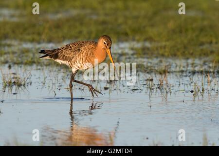 Barge à queue noire (Limosa limosa) pataugeant dans l'eau, la recherche de nourriture, Texel, province de la Hollande du Nord, Pays-Bas Banque D'Images