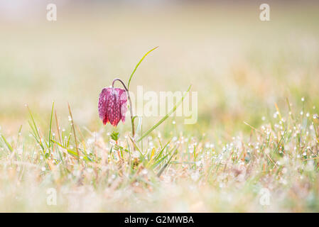 Tête du serpent Fritillary, lily à carreaux ou des fleurs (Fritillaria meleagris) dans un pré avec dewdrops, Styrie, Autriche Banque D'Images