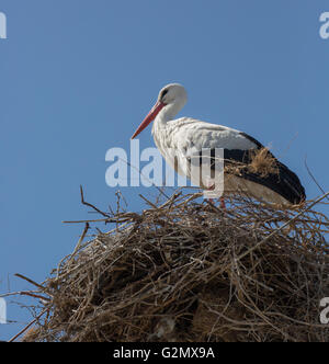 Belle cigogne est debout dans le nid Banque D'Images