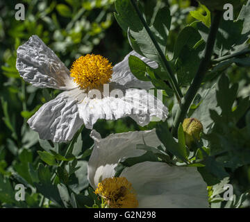 Romneya coulteri Banque D'Images