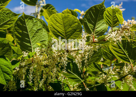 Prunus lusitanica Banque D'Images