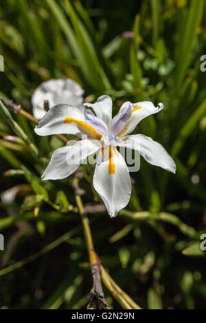 Dietes iridioides Banque D'Images