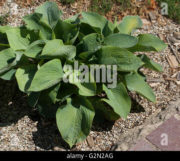 Hosta sieboldiana Banque D'Images