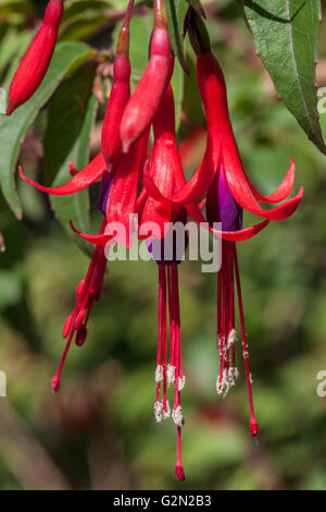 Fuchsia regia Banque D'Images