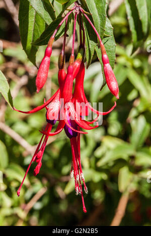 Fuchsia regia Banque D'Images