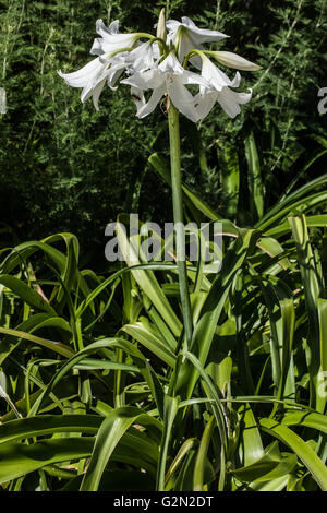 Agapanthus campanulatus albus Banque D'Images