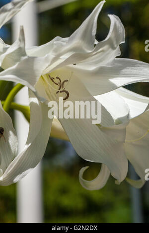 Agapanthus campanulatus albus Banque D'Images