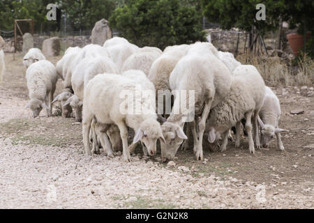 Troupeau de moutons paissant dans Tiscali Sardaigne Banque D'Images