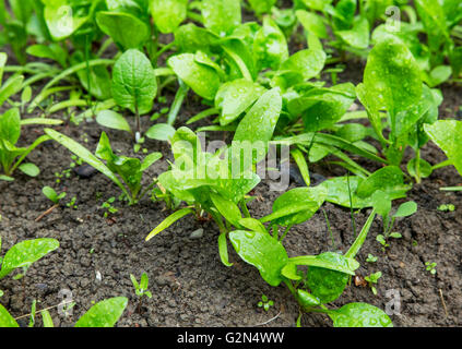 Épinards biologiques de plus en plus des semis dans le jardin Banque D'Images