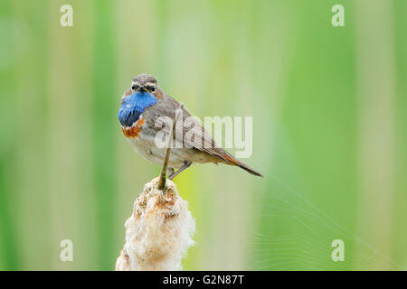 Gorgebleue à miroir (Luscinia svecica) assis à Reed, les Pays-Bas Banque D'Images