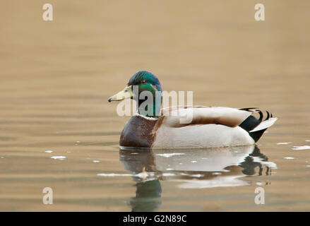 Le Canard colvert (Anas platyrhynchos) Drake dans l'eau, Pays-Bas Banque D'Images