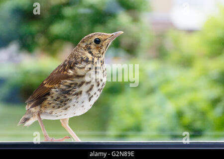 Jeune Grive musicienne (Turdus philomelos) en face de la fenêtre close up, Pays-Bas Banque D'Images