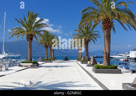 Palmiers sur une journée ensoleillée dans la marina Porto Monténégro Banque D'Images
