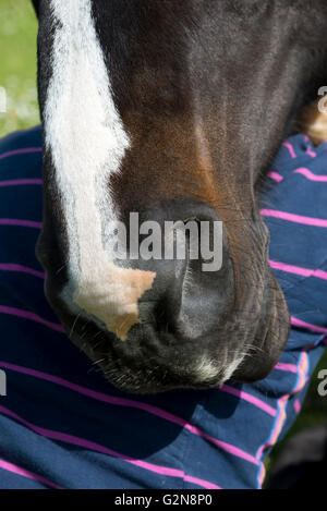 Un Dark Horse avec flash blanc sur son nez reposer sa tête sur l'épaule de son propriétaire. Close up dans le soleil d'été. Banque D'Images