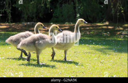 Canada Geese (Branta canadensis) oisons, Kidderminster, Worcestershire, Angleterre, Europe Banque D'Images