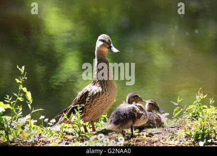 Une femelle Canard colvert (Anas) pltyrhynchos veille sur ses deux canetons, Worcestershire, Angleterre, Europe Banque D'Images