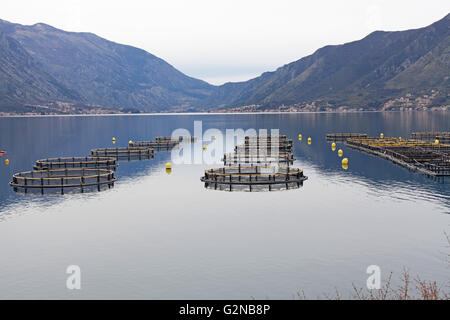 La ferme du poisson dans la baie de Monténégro Banque D'Images