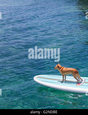 Petit chien nommé Menehune sur stand up paddle board sur la grande île d'Hawaï Banque D'Images