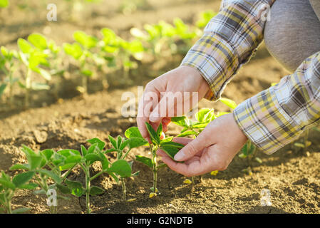 Les farmer's hands en champ de soya, responsable de l'agriculture et de la protection des cultures agricoles dédié, la croissance des plantes de soja c Banque D'Images