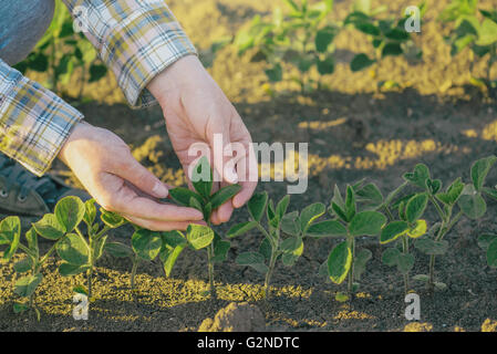 Les farmer's hands en champ de soya, responsable de l'agriculture et de la protection des cultures agricoles dédié, la croissance des plantes de soja c Banque D'Images