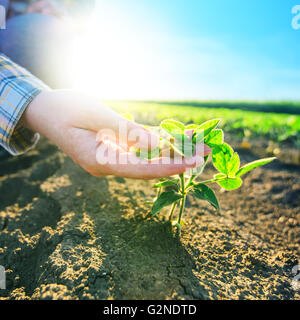 Les farmer's hands en champ de soya, responsable de l'agriculture et de la protection des cultures agricoles dédié, la croissance des plantes de soja c Banque D'Images