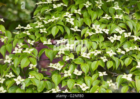 Cornus kousa var. chinensis. Fleurs de cornouiller de Chine. Banque D'Images