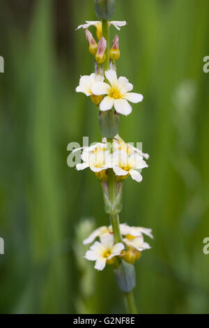 Sisyrinchium striatum fleurs. Banque D'Images