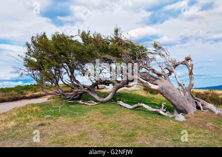 'Arboles banderas', bent tree, fireland, Patagonie, Argentine Banque D'Images