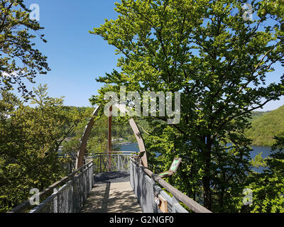 Baumkronenweg, Hessen, Buchenwald, Nationalpark, Kellerwald Banque D'Images