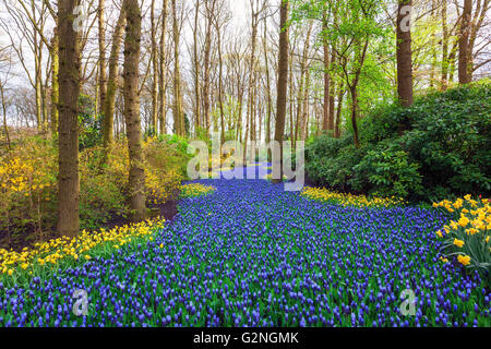 Paysage avec de belles fleurs dans le célèbre parc de Keukenhof en Hollande. Tulipes et jacinthes avec des arbres au lever du soleil. Banque D'Images