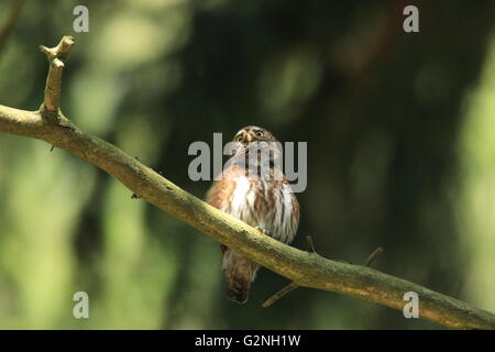 Chouette naine eurasien Monts Métallifères Allemagne Banque D'Images