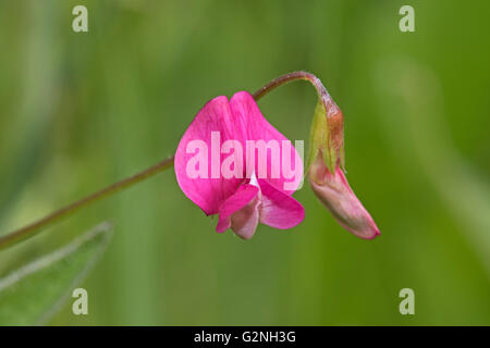 Vesce commune (Vicia sativa) Banque D'Images