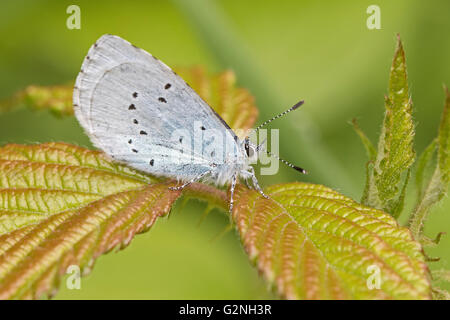 Holly mâle bleu (Celastrina argiolus) Banque D'Images