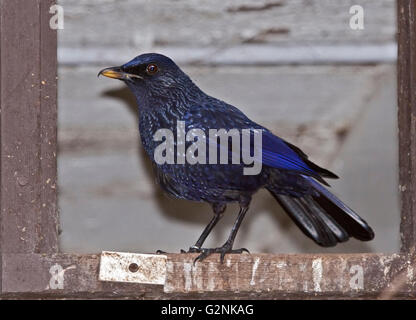 Sifflement bleu Bicknell (myophonus caeruleus Banque D'Images