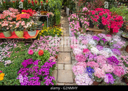 Dans des pots de fleurs en vente à la jardinerie Banque D'Images