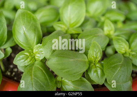 Beaucoup de basilic frais bio de plus en plus pot de jardin Banque D'Images