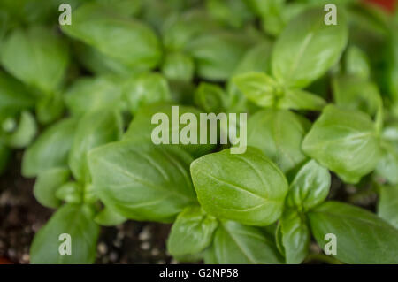 Beaucoup de basilic frais bio de plus en plus pot de jardin Banque D'Images