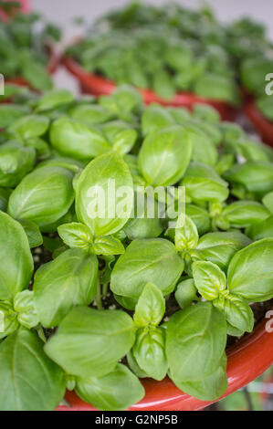 Beaucoup de basilic frais bio de plus en plus pot de jardin Banque D'Images