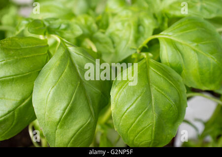 Beaucoup de produits frais bio basilic italien croissant dans jardin Banque D'Images