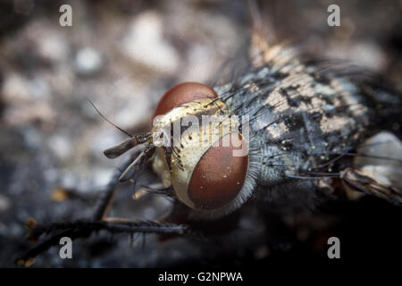 Extreme close up fond macro insectes Mouche Banque D'Images