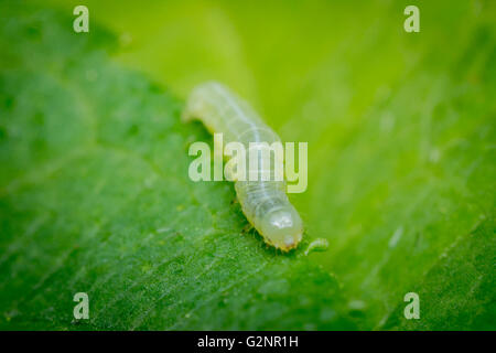 Macro Close up ver vert feuille d'été sur 81 cm Banque D'Images