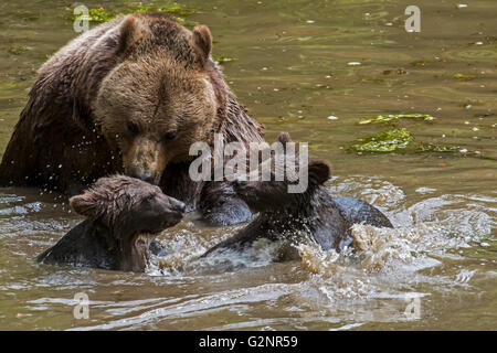 Femelle ours brun (Ursus arctos) jouant avec deux oursons dans l'eau d'étang au printemps Banque D'Images