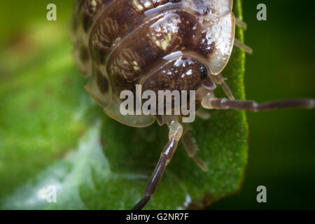 Roly Poly Purple pill bug sur green rock en macro la photo en gros Banque D'Images