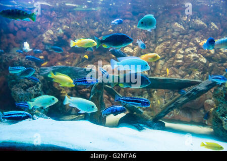 Les poissons d'eau douce Cichlidés aquarium coloré. Banque D'Images